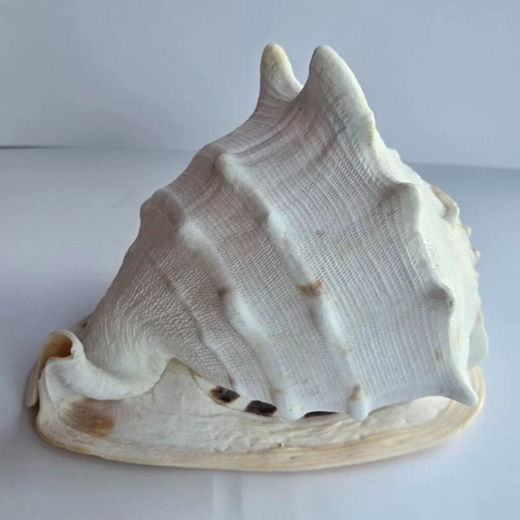 Giant 9" Cassis cornuta helmet sea  shell. Collector home decor - Picture 3 of 6